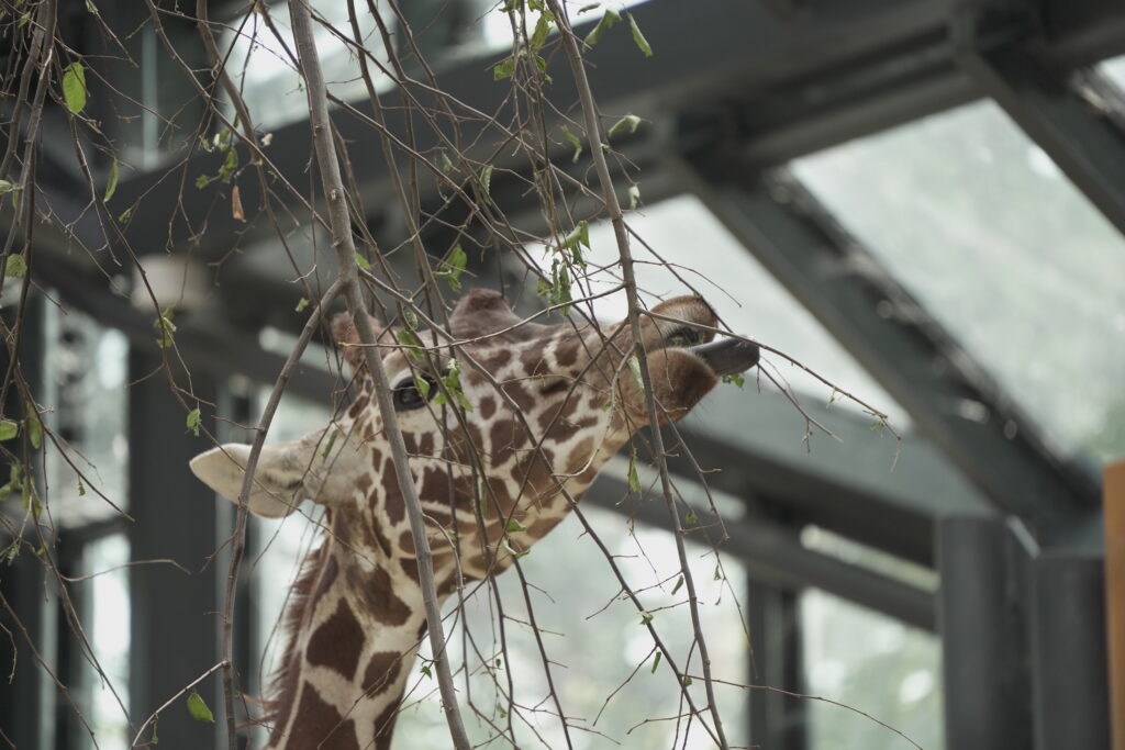 Giraffe